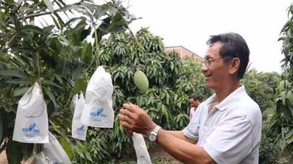 Mekong Delta’s fruit farming area to be expanded