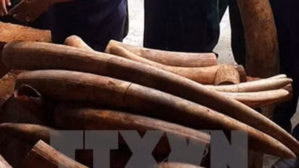 Man imprisoned for illegally transporting ivory