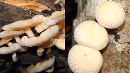 New shiitake species discovered in Central Highlands