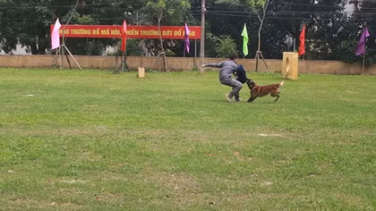 Final round of the 4th Professional Dog Competition opens