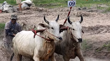 Ox race in Bay Nui