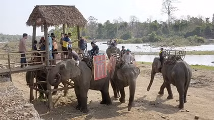 Elephants shouldn’t slave for tourists in Vietnam: experts