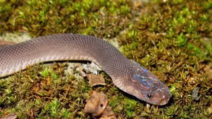 87 new wild species discovered in Vietnam