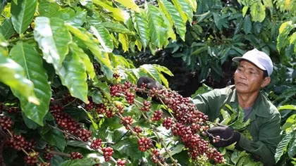 Building brand name for Vietnam’s coffee