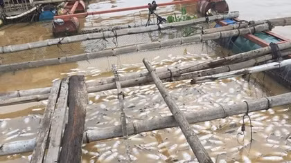 Pollution behind mass fish deaths incident in Dong Nai