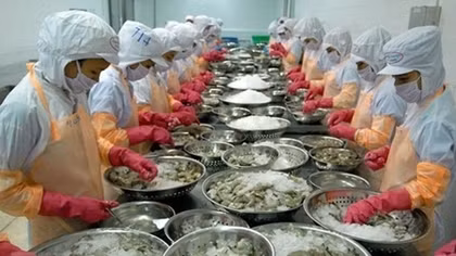 Shrimp businesses invest in long-term development