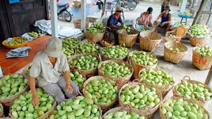 Mango producer struggles to meet Australian standards
