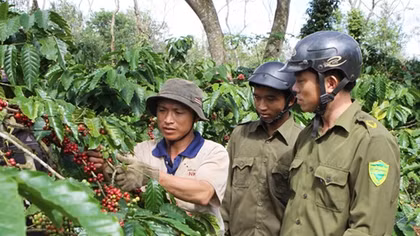 Local police helps protect coffee crops