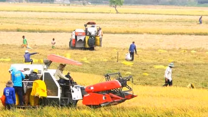 Seminar discusses ways to improve rice competitiveness