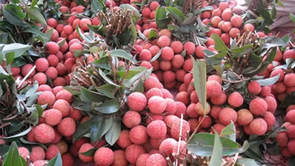 200 tons of lychees exported to Thailand