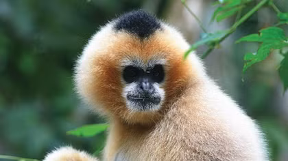 Meet Vietnam's endangered primates