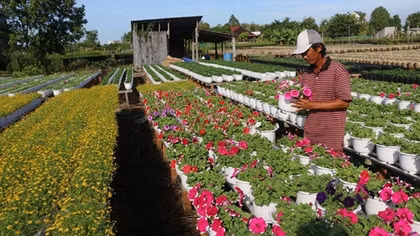 Flower villages rush into Lunar New Year