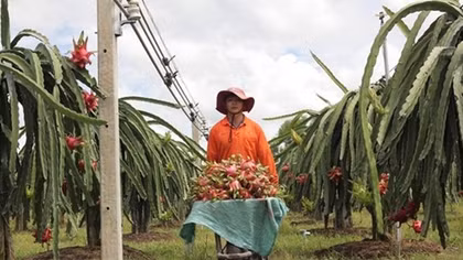 Binh Thuan: Over 30 percent of dragonfruit land under VietGap