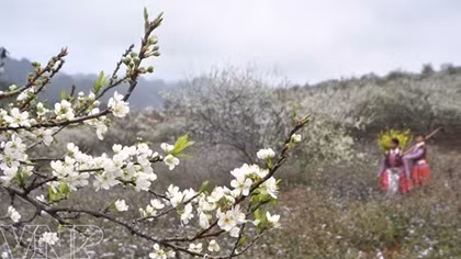 Ban flower festival 2019 kicks off in Son La