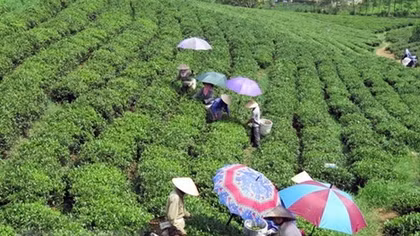 Ministry strives to speed up One Commune-One Product programme