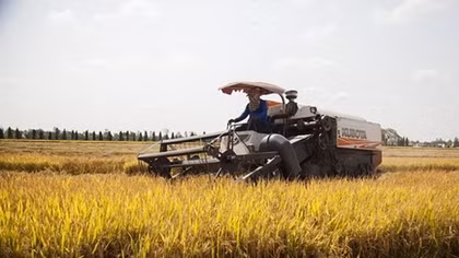 Rosy signs show bright prospect for rice export