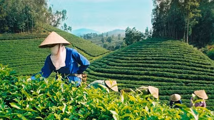Tea export price enjoys drastic rise in Chinese market