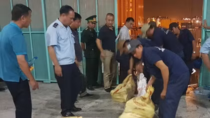 Half a ton of African ivory seized at Vietnam port
