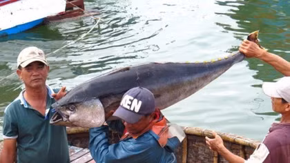 Tuna exports likely to hit US$500 million in 2018