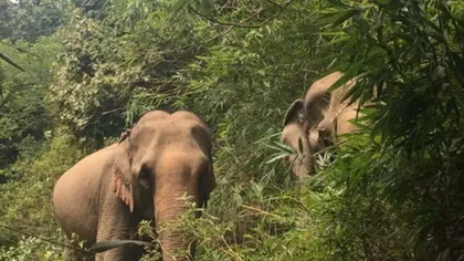 Animals Asia funds elephant conservation project in Dak Lak