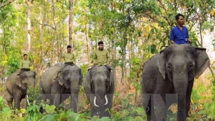 Elephant sanctuary established in Quang Nam