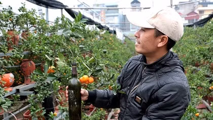 Gardeners grow kumquat in unique way for Tet