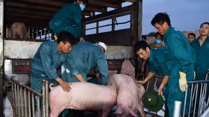 Thailand moves to reduce pork exports to Vietnam