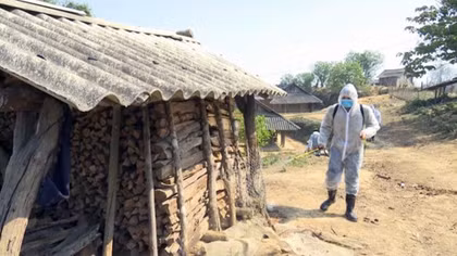 Efforts augmented to contain African swine fever epidemic