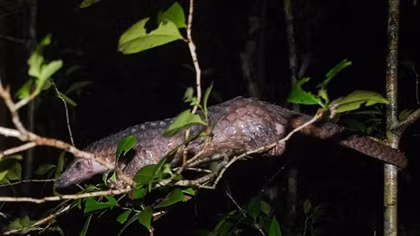 Over 60 critical endangered pangolins saved