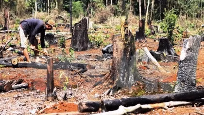 Central Highlands halt licensing forest conversion projects