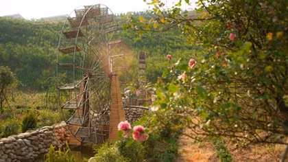 Sapa’s rose valley recognized as largest one in Vietnam