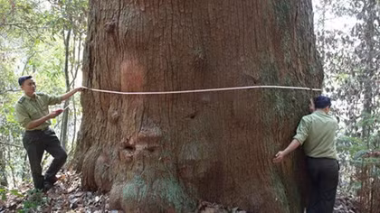 Vietnam conifer recognised as national heritage