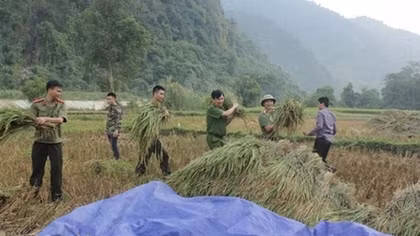 Bac Kan's police officers help local people to harvest rice