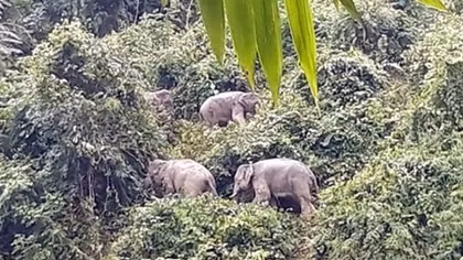Quang Nam acts to protect last remaining wild elephants