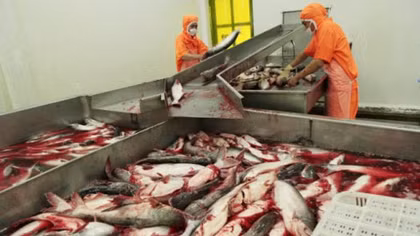 Vietnam catfish exporters worry as US applies tougher inspection procedures