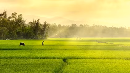 In Africa, Vietnam's rice exporters see a rising market