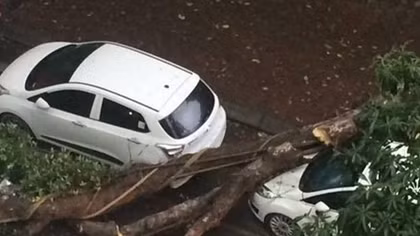 Uprooted tree falls on car during Hanoi storm