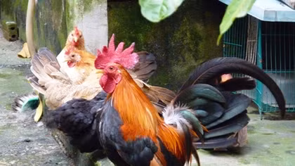 Vietnam detects deadly bird flu outbreak in central province