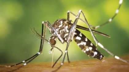 UK to support Vietnam with £6 million project to predict dengue outbreaks 