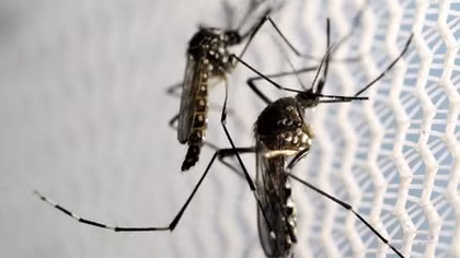 Zika virus mosquitoes detected in central Vietnam
