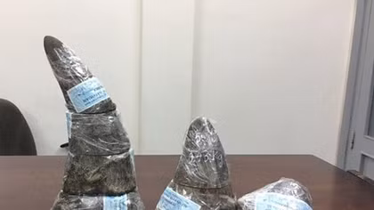 Five kg of rhino horn seized at southern airport