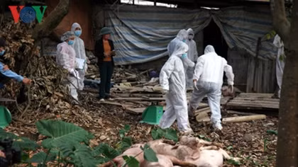 Efforts made to prevent spread of African swine fever in Quang Nam