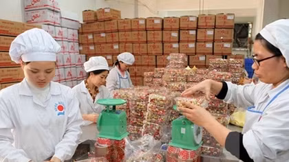 Korean businessmen to explore opportunities in food processing industry of Vietnam