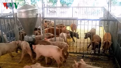 Vietnam exports roughly 70 tonnes of frozen pork to Hong Kong