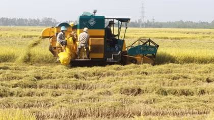 Vietnamese rice makes name in world market