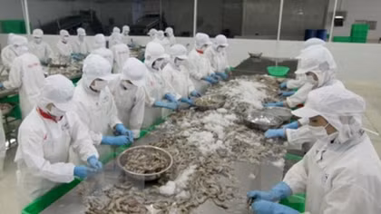 Vietnam’s shrimp export to Japan sees sharp increase