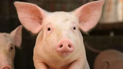 Industry and Trade ministry promote domestic pig sector