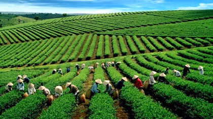 Vietnam boosts tea exports to the US