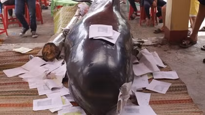 Giant dead whales solemnly buried by Quang Ngai fishermen