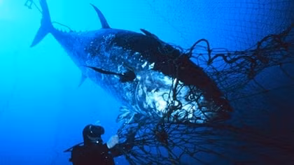 Bluefin tuna caught in Hoang Sa set record 